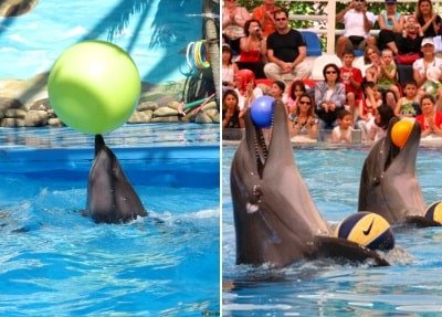 Дельфинарий в Сиде