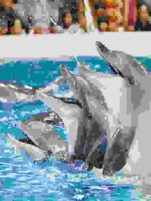Дельфинарий в Кемере