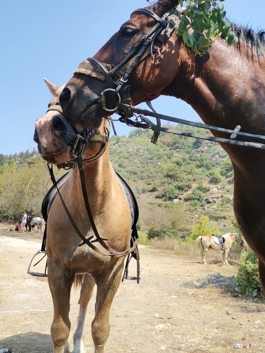 Cафари на лошадях в Кемере